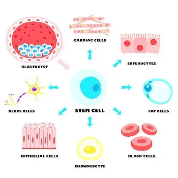 stem cell 350